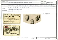 Karteikarte zum Holotyp von Verneulina rotundata Karrer, 1878